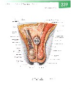 Sobotta  Atlas of Human Anatomy  Trunk, Viscera,Lower Limb Volume2 2006, page 246